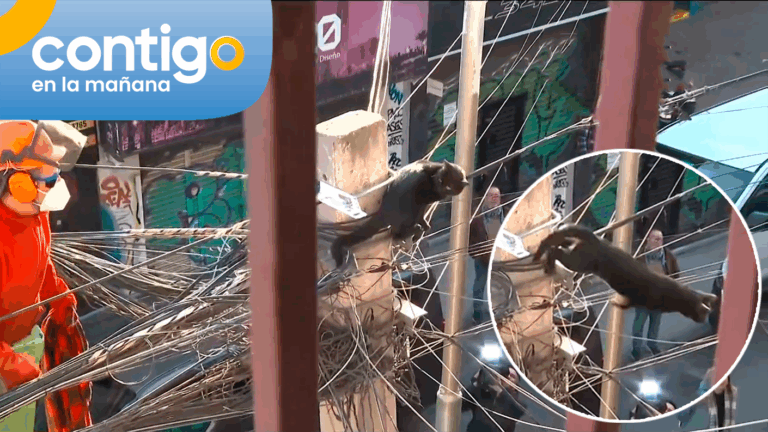 Gato llevaba 24 horas atrapado en cables de poste en Recoleta: Cuando iban a rescatarlo, saltó y huyó