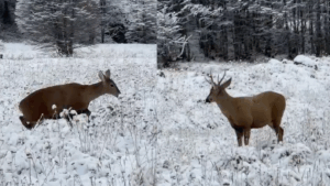 VIDEO | La hermosa postal de huemules en medio de la nieve en Aysén