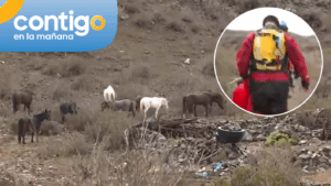 “Se están muriendo de frío y de hambre”: El desesperado llamado de familias del Islón por sus animales