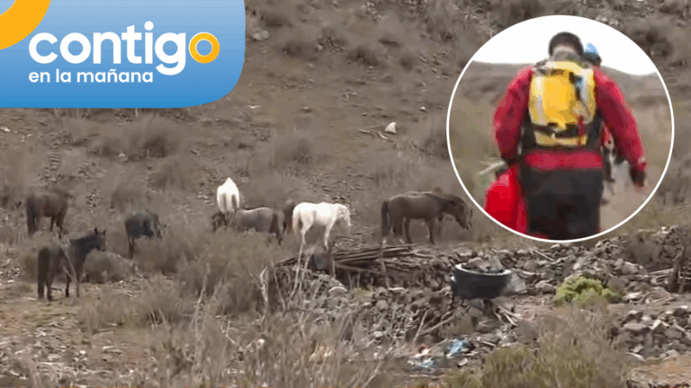 “Se están muriendo de frío y de hambre”: El desesperado llamado de familias del Islón por sus animales