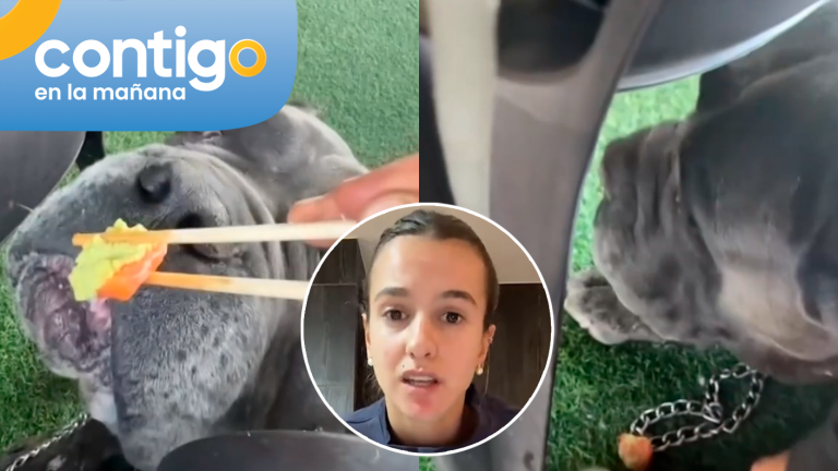Indignación por video de conocida influencer que le da wasabi a su perro: Salió a pedir disculpas