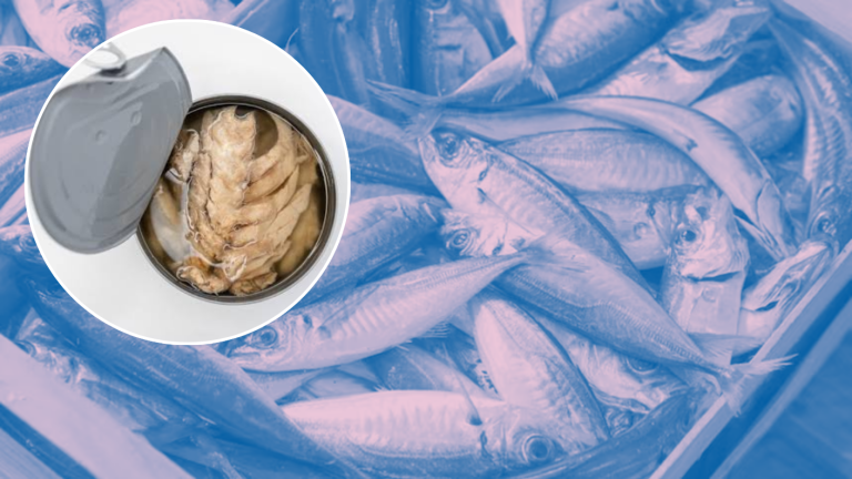 ¿Por qué no hay jurel en los supermercados? El fenómeno de El Niño explica su ausencia