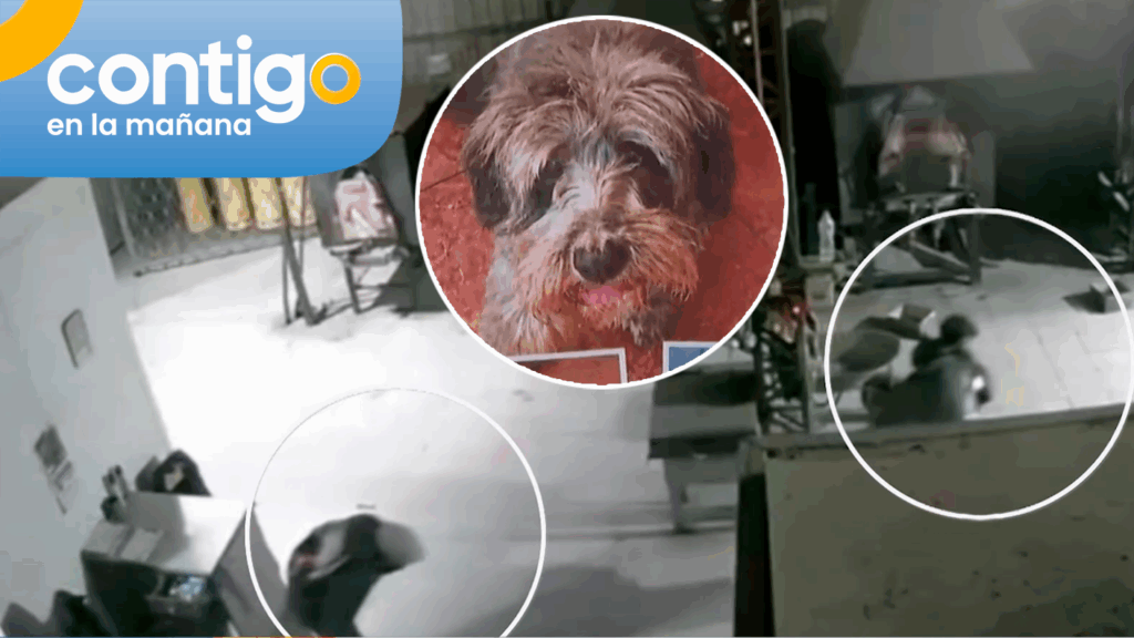 Impacto por robo en crematorio de mascotas: Sustraen perros antes de ser incinerados