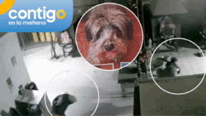 Enigmático robo de perros que iban a ser cremados: Dueños de mascotas sufren por la falta de sus seres