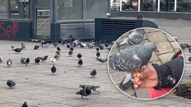 Concepción sancionará a quienes alimenten palomas: Revisa de cuánto es la multa