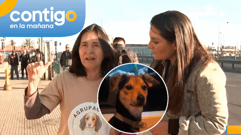 “No hay que ser indiferente”: Mujer emocionó al panel con fundación que rescata perritos en la calle