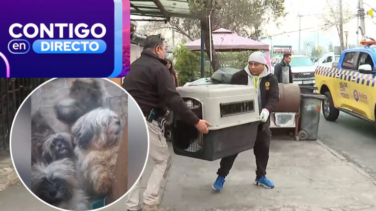 Hacinados y sin agua: Rescatan perros desde canil clandestino tras denuncias de maltrato animal en Ñuñoa