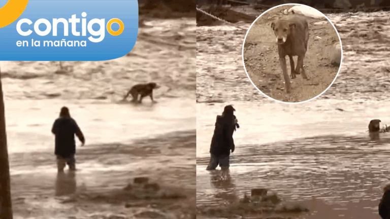 Dani Muñoz ayudó a perrito que huía en El Hinojal tras inundaciones: Lluvias desbordaron el río Elqui