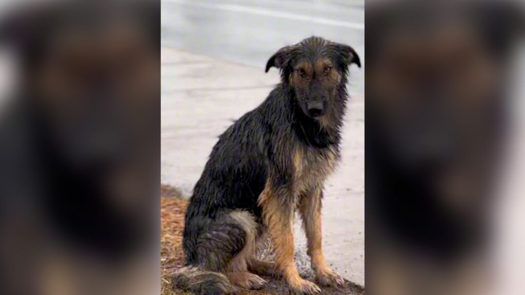 Por sistema frontal: Municipalidades habilitan albergues temporales para animales en situación de calle