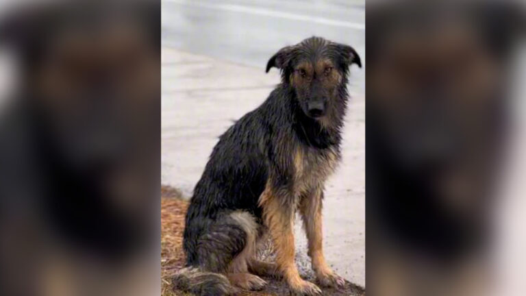Por sistema frontal: Municipalidades habilitan albergues temporales para animales en situación de calle