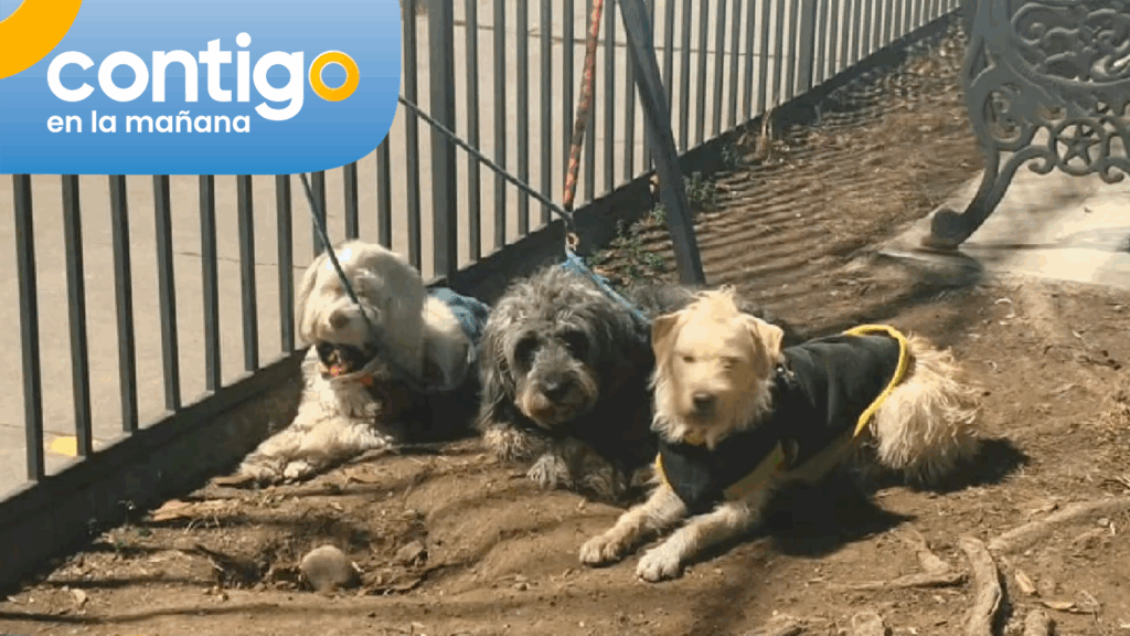 Misterio por auto abandonado en Santiago que tenía tres perritos en su interior: Se busca a su dueño