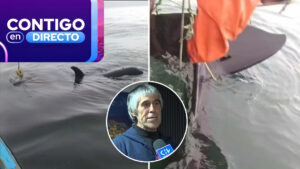 El conmovedor relato de pescador que rescató a una orca en Coronel: “Ellas se intentaron comunicar”