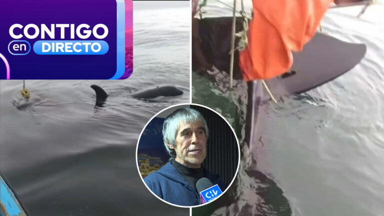 El conmovedor relato de pescador que rescató a una orca en Coronel: “Ellas se intentaron comunicar”