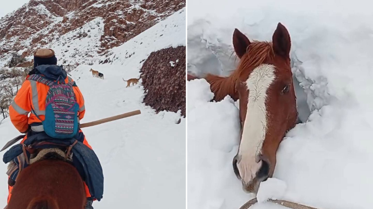 Piden ayuda urgente para rescatar a 60 animales atrapados en la nieve en Alto del Carmen