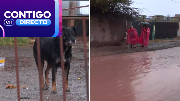 Preocupación por riesgo de inundación: Intentan rescatar a perrito atrapado en Monte Patria