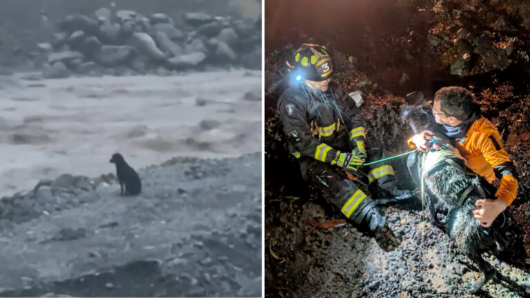 VIDEO | La imagen del perrito atrapado tras la creciente del río Maipo que se transformó en viral