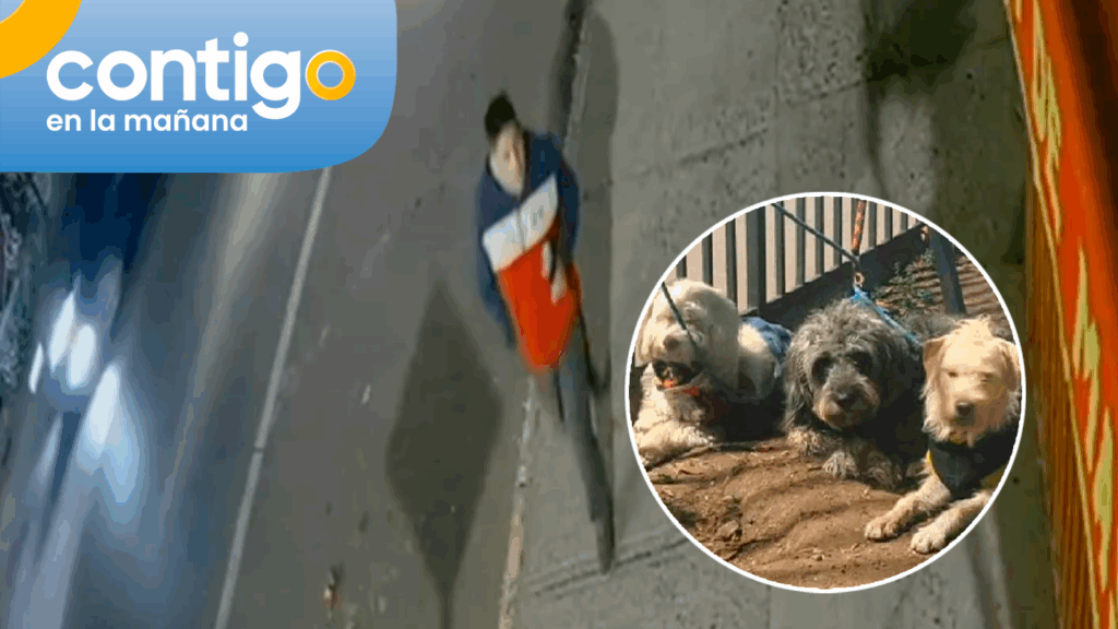 Dejó auto con tres perritos abandonados: Dueño de las mascotas fue detenido por manejo en estado de ebriedad