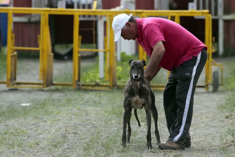 EN VIVO: Sigue la votación sobre las carreras de perros galgos en el Congreso
