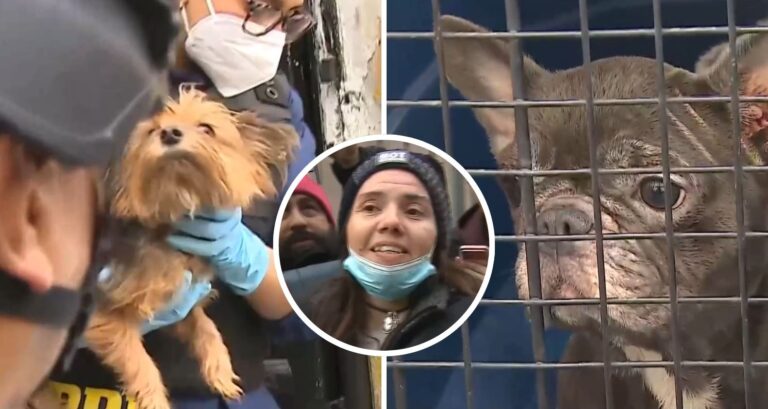 Detienen a dueña de criadero clandestino en Santiago: 15 perritos fueron encontrados en mal estado