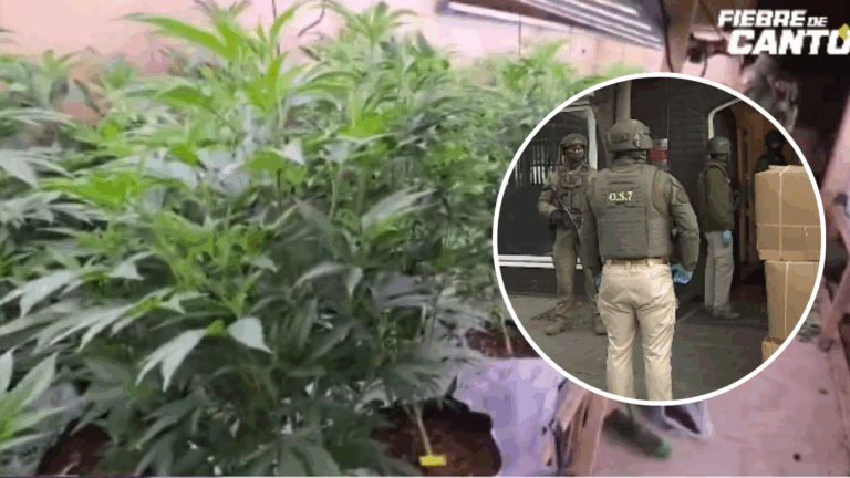 Encuentran container repleto de marihuana durante allanamientos por tráfico de drogas: Esto es lo que se sabe