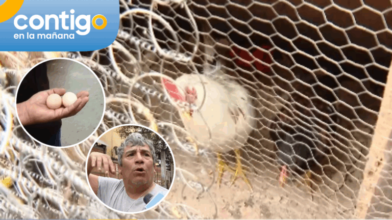 Hombre sorprendió con gallinero en plena vereda tras fiscalización en Cerrillos: Vecinos lo habrían denunciado