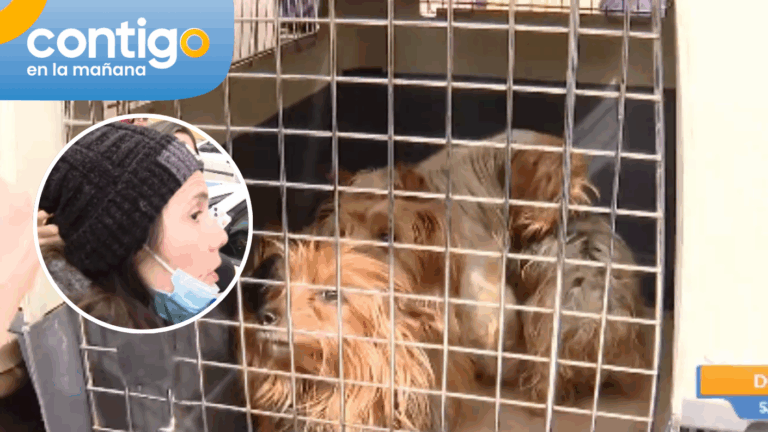 Detienen a dueña de criadero de perros: Animales estaban en pésimas condiciones