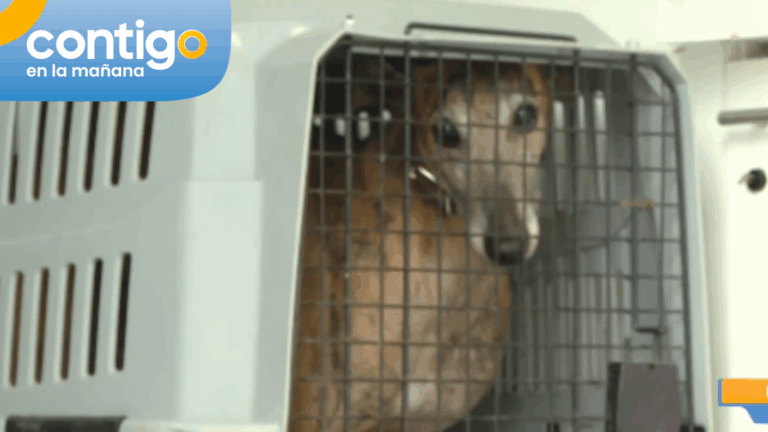 Nuevo caso de maltrato animal: Inician operativo de rescate en criadero de perros en Melipilla