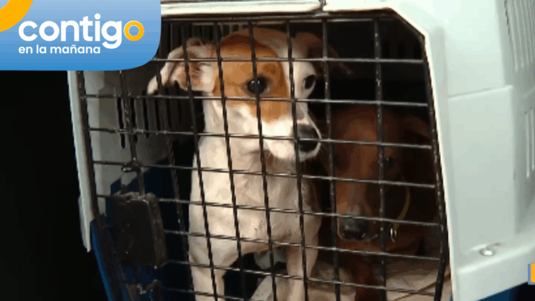 Eran usados para carreras y caza: Logran rescatar a 15 perros de criadero en Melipilla