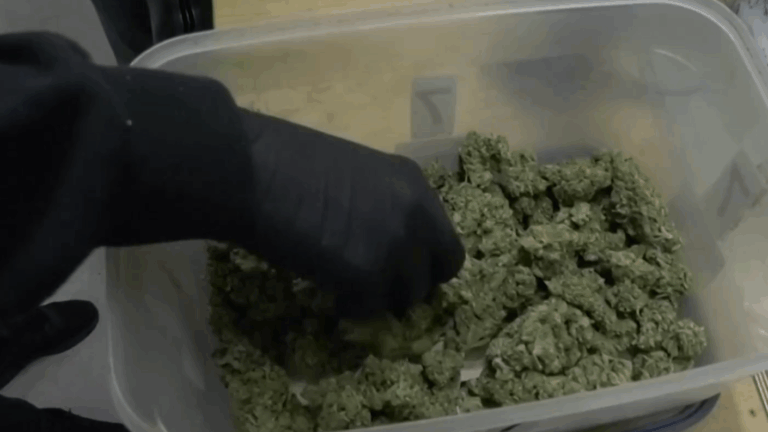 Flores, aceites y sin fines de lucro: ¿Cómo funcionan los dispensarios de marihuana?