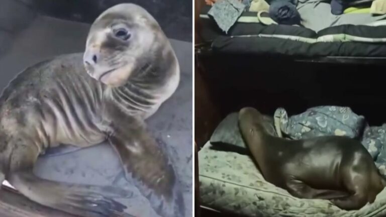 Visitas inesperadas del mar: Sorpresa en redes por registros de lobos marinos con 