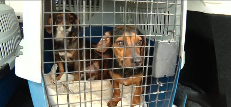 Rescatan a 15 perros de criadero ilegal en Melipilla: Algunos están desnutridos y con patologías