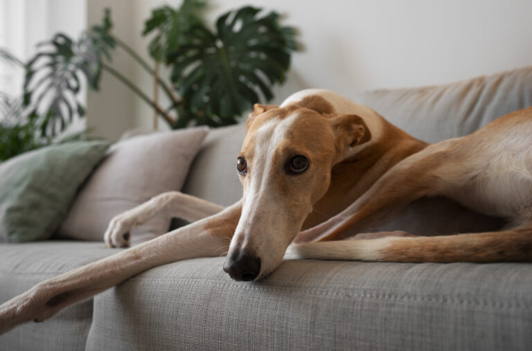 EN VIVO: Sigue la votación sobre las carreras de perros galgos en el Congreso