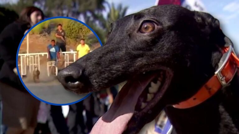 ¿Prohibir o regular las carreras de galgos? Los dos proyectos de ley que se enfrentan en el Congreso