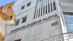 Por tenencia compartida de gato: Corte de Valdivia resuelve quién cuidará al felino tras separación de sus dueños