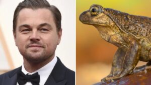 ¿Ranita pehuenche chilena en peligro? Por qué Leonardo DiCaprio quiere salvar esta especie