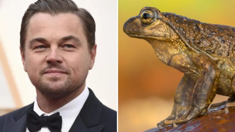¿Ranita pehuenche chilena en peligro? Por qué Leonardo DiCaprio quiere salvar esta especie