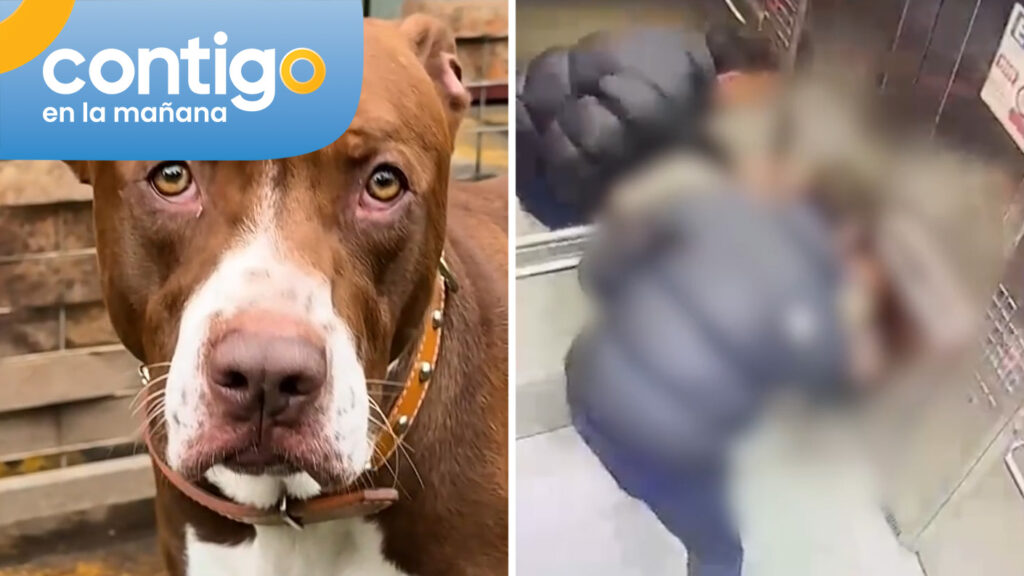 Indignante registro: Dueño de mascota fue denunciado tras agredir a cachorro en ascensor en Ñuñoa