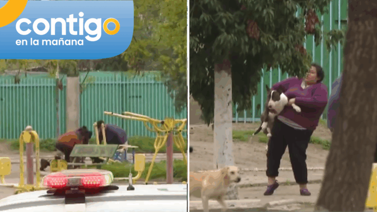 Contigo en la Mañana captó fuerte pelea de perros en La Pintana que debió ser detenida por Carabineros