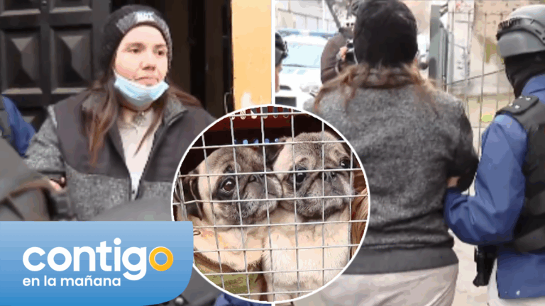 “Condiciones deplorables”: Así funcionaba criadero ilegal con más de 20 perros a la venta en Santiago