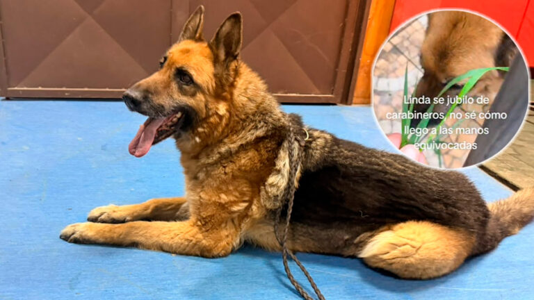 Tras denuncia viral: Mujer fue detenida en Maipú por maltrato animal