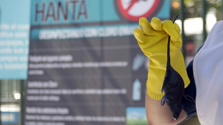 Niña de 11 años muere por virus Hanta en Rengo: Hay alerta sanitaria vigente