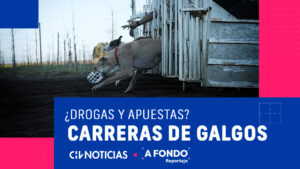 Millonarias apuestas y drogas a los animales: Así se mueve el mundo de las carrera de galgos