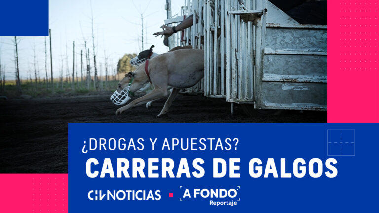 Millonarias apuestas y drogas a los animales: Así se mueve el mundo de las carrera de galgos
