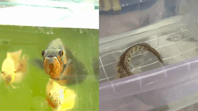 VIDEO | Incautan peces cabeza de serpiente y tortugas en mall chino de San Miguel