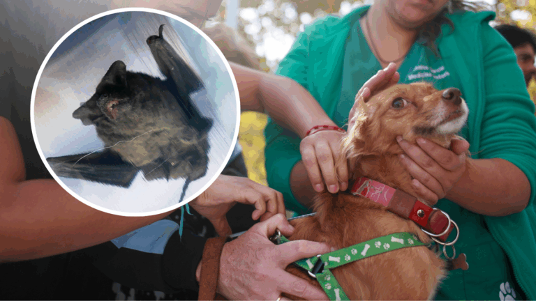 Murciélago con rabia fue hallado en Lastarria: Qué hacer si encuentras uno y cómo proteger a tus mascotas