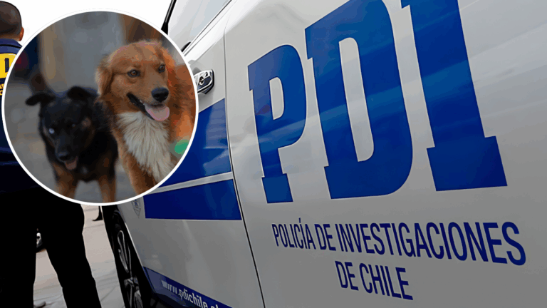 Adulto mayor muere tras ataque de perros en Quillón: Investigan caso similar en el mismo domicilio