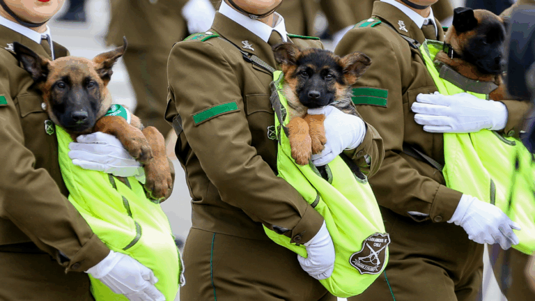 Debutaron los cachorros: Así fue el desfile de Carabineros con sus caninos en la Parada Militar 2026