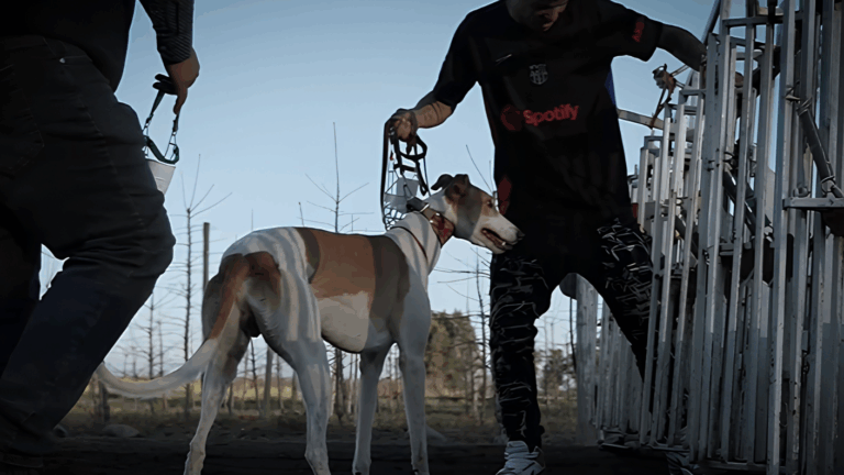 Millonarias apuestas y drogas a los animales: Así se mueve el mundo de las carrera de galgos