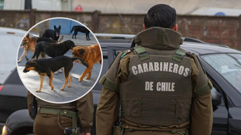 Detenido logra escapar en La Pintana luego de que perros callejeros atacaran a Carabineros
