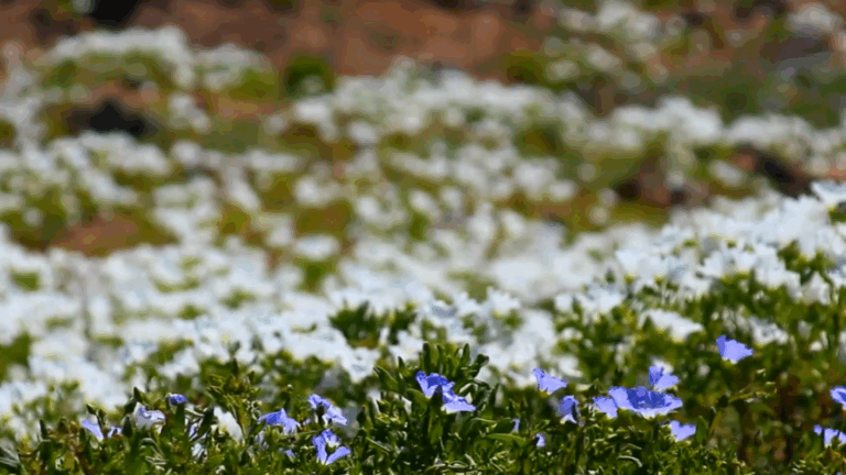 Tras intensas lluvias: Desierto Florido sorprende con máximo florecimiento de los últimos 30 años